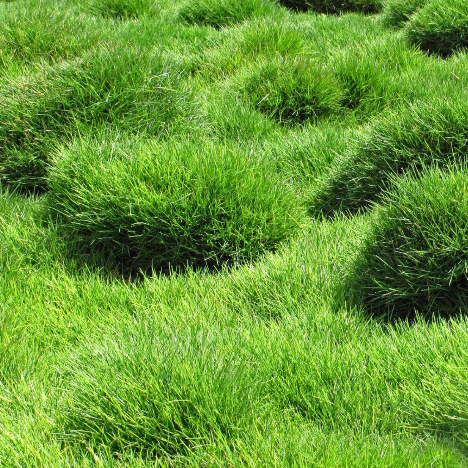 This image shows Zoysia grass. The bright green, medium-width blades grow in distinct tufted clumps, creating a textured, undulating lawn surface. This warm-season grass forms a thick, carpeted appearance with dense growth that helps resist weed invasion.