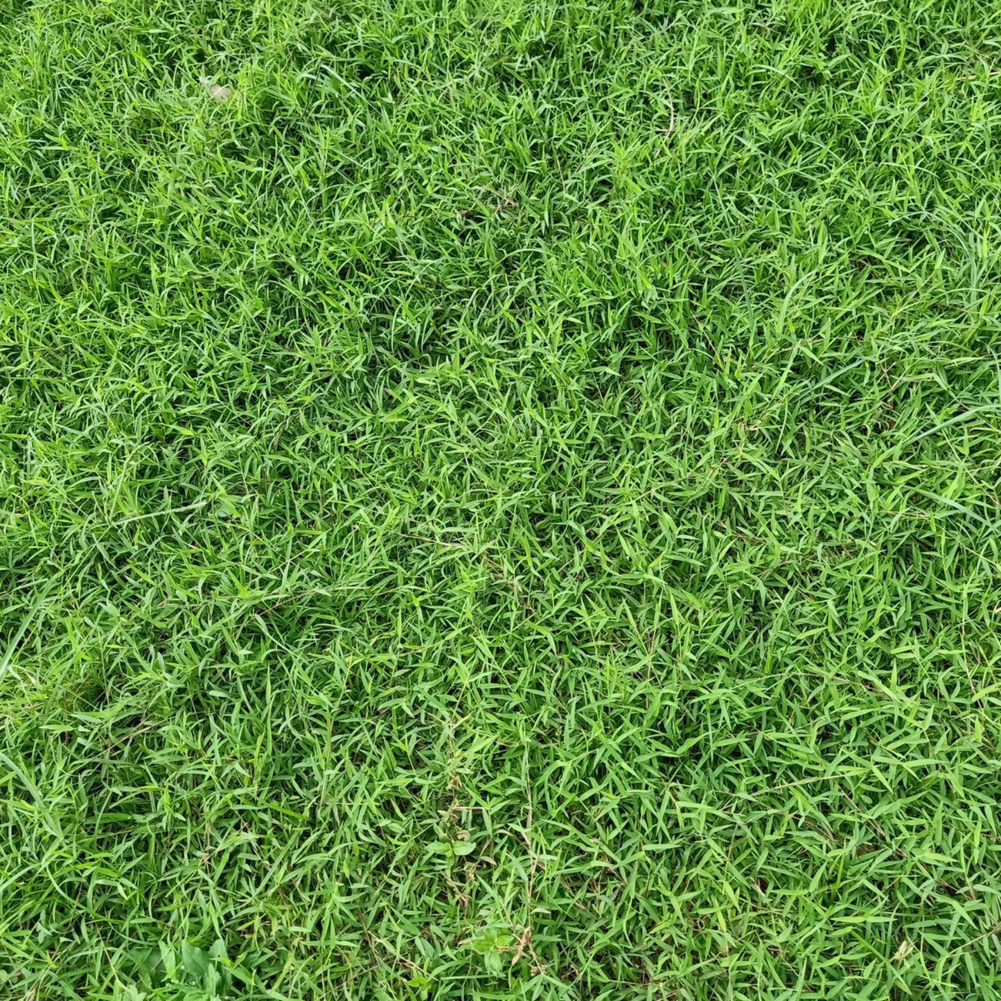 This image shows a close-up view of Bermuda grass. The fine-textured grass has thin, deep green blades growing in a dense, carpet-like formation. Bermuda grass is characterized by its low-growing habit and is known for its durability and drought tolerance.