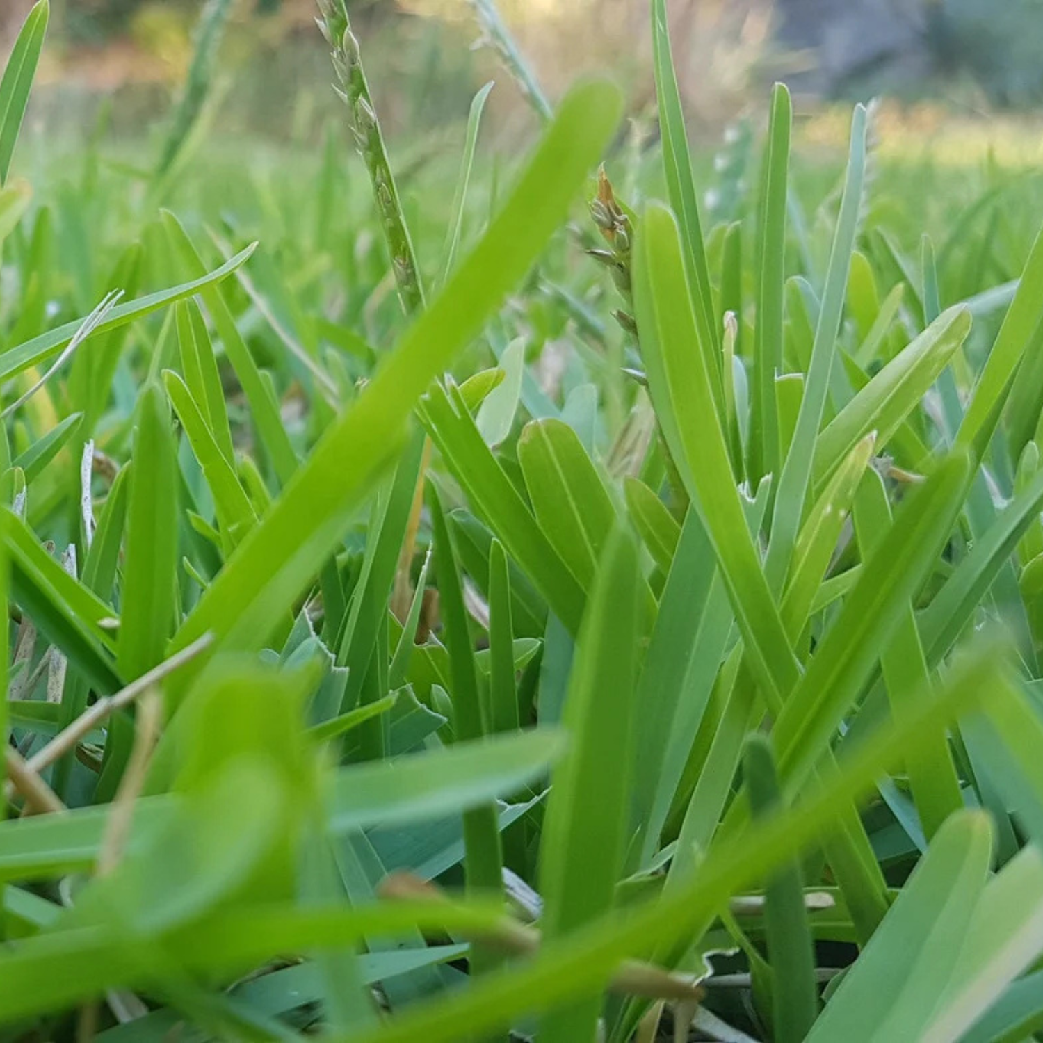 Close-up macro photography of healthy buffalo grass blades showing vibrant green color and texture of this premium drought-resistant turf variety