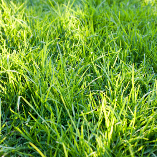 Close-up of lush, vibrant kikuyu grass with dense, bright green blades catching sunlight, showcasing its characteristic thick growth pattern and varying emerald to yellow-green shades in a healthy, well-maintained lawn